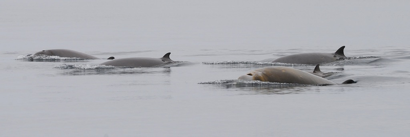Illustration for article titled How military sonar may be harming endangered blue whales